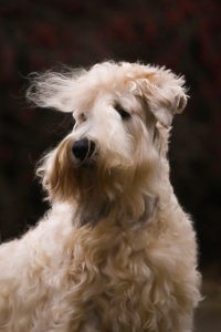 Fibich wheaten terrier kni-york šubertová