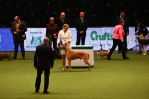 Crufts dog show rhodesian ridgeback best of breed 2019