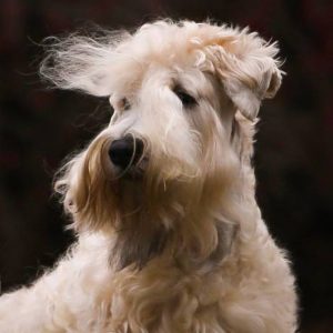 Fibich wheaten terrier kni-york šubertová